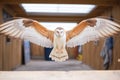 symmetrical shot of barn owls wings outstretched