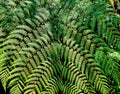 Symmetrical shot of lush green fern, cool for background