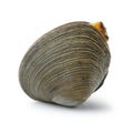 Symmetrical side view of a large quahog against