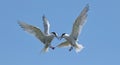 Symmetrical Sky Standoff: Two Common Terns in an Aerial Confrontation Royalty Free Stock Photo