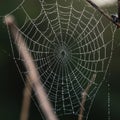 A symmetrical spider web capturing morning dew droplets, creating a glistening Royalty Free Stock Photo
