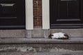 Symmetrical, split in half shot of a cat with white, black, orange fur sleeping on grey concrete entrance steps in front of two