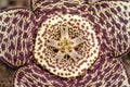 Symmetrical Starfish flower top view Royalty Free Stock Photo