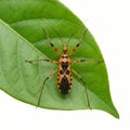Orange and Black Assassin Bug on Large Green Leaf Top View Macro Nature Photography Royalty Free Stock Photo