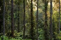 Symmetrical Trees in the forest