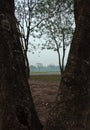 Symmetrical trees in the late afternoon