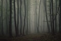 Symmetrical trees in mysterious forest on Halloween night