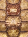 Symmetrical turtle shell texture Royalty Free Stock Photo