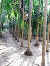 Symmetrical view of betel nut trees