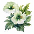 Symmetrical Watercolor Illustration Of White Hibiscus Flowers