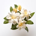 Symmetrical White Magnolia Flowers On A Light Yellow And Orange Background