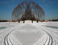 Symmetry. Field. Trees. Royalty Free Stock Photo