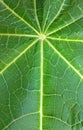 Symmetry lines in green papaya leaf textured background , green leaf macro closeup Top view