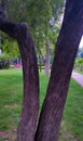 Symmetry in nature, tree trunk aligned in a park.