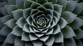 symmetry plant line