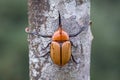 Symmetry of a rhinoceros beetle hugging a tree Royalty Free Stock Photo