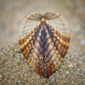 Symmetry of sea shell on the beach