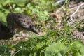 Wild turkey mother and chick Royalty Free Stock Photo