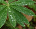 Symmetry of Water droplets on Lupine Leaves After the Rain Royalty Free Stock Photo