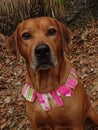 Sympathetic dog with dog collar of waste paper