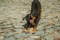Mutt dog yawning on cobblestone alley