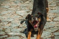 Mutt dog yawning on cobblestone alley