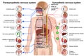 Sympathetic and parasympathetic nervous system 3d medical  illustration on white background Royalty Free Stock Photo