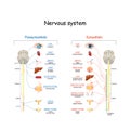 Sympathetic And Parasympathetic Nervous System. Difference Royalty Free Stock Photo
