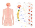 Autonomic nervous system