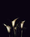 Sympathy card with calla lily flowers and copy space. Funeral flowers on dark background Royalty Free Stock Photo