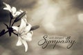 Sympathy card with lily flowers Royalty Free Stock Photo