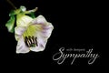 Sympathy card with Cathedral bell flower isolated on black background with copy space