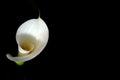 Sympathy card with white calla lily isolated on black background with copy space. Funeral flower Royalty Free Stock Photo