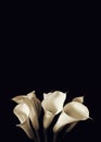 Sympathy card with white calla lilies isolated on  black background Royalty Free Stock Photo