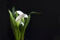 Sympathy Card with a White Calla lily on a Black Background with copy space Royalty Free Stock Photo