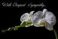 A White Orchid on a Black Background with With Deepest Sympathy as the Text on the Image