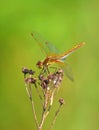 Sympetrum dragonfly (Sympetrum flaveolum) Royalty Free Stock Photo