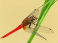 Sympetrum fonscolombii. Dragonfly rest on the leaf