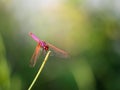 Sympetrum fonscolombii, Red veined darter dragonfly on great defocussed background. Royalty Free Stock Photo