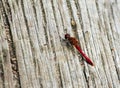 Red veined darter dragonfly.