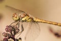 Sympetrum fonscolombii The red-veined darter or nomad one of the most common dragonflies in summer in the fields of Andalusia