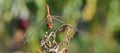 Sympetrum meridionale, The Southern Darter