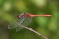 Sympetrum sanguineum Royalty Free Stock Photo