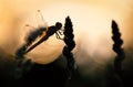 Sympetrum sanguineum at dawn dragonfly Royalty Free Stock Photo