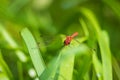 Sympetrum sanguineum Ruddy darter male dragonfly red colored body front view Royalty Free Stock Photo