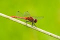 Sympetrum sanguineum Ruddy darter male dragonfly red colored body Royalty Free Stock Photo