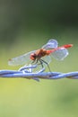 Sympetrum sanguineum Ruddy darter male dragonfly red colored body Royalty Free Stock Photo