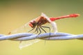 Sympetrum sanguineum Ruddy darter male dragonfly red colored body Royalty Free Stock Photo