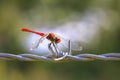 Sympetrum sanguineum Ruddy darter male dragonfly red colored body Royalty Free Stock Photo