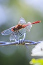 Sympetrum sanguineum Ruddy darter male dragonfly red colored body Royalty Free Stock Photo